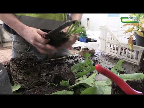 Teagsc Horticulture student - Teagasc