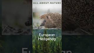 European Mammals Quiz