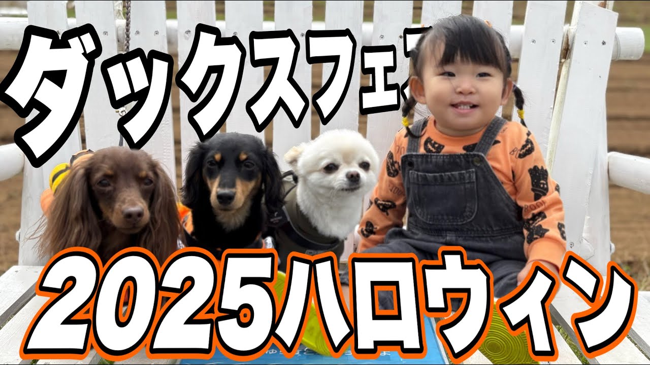 【ダックスフェス2025】仮装したダックス大集合！？ダックス好き集まれ〜！【ハロウィーン】