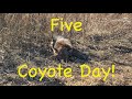 Trapping fox and coyotes season 9 ep 10 foxtrapping coyotetrapping predatortrapping bobcat