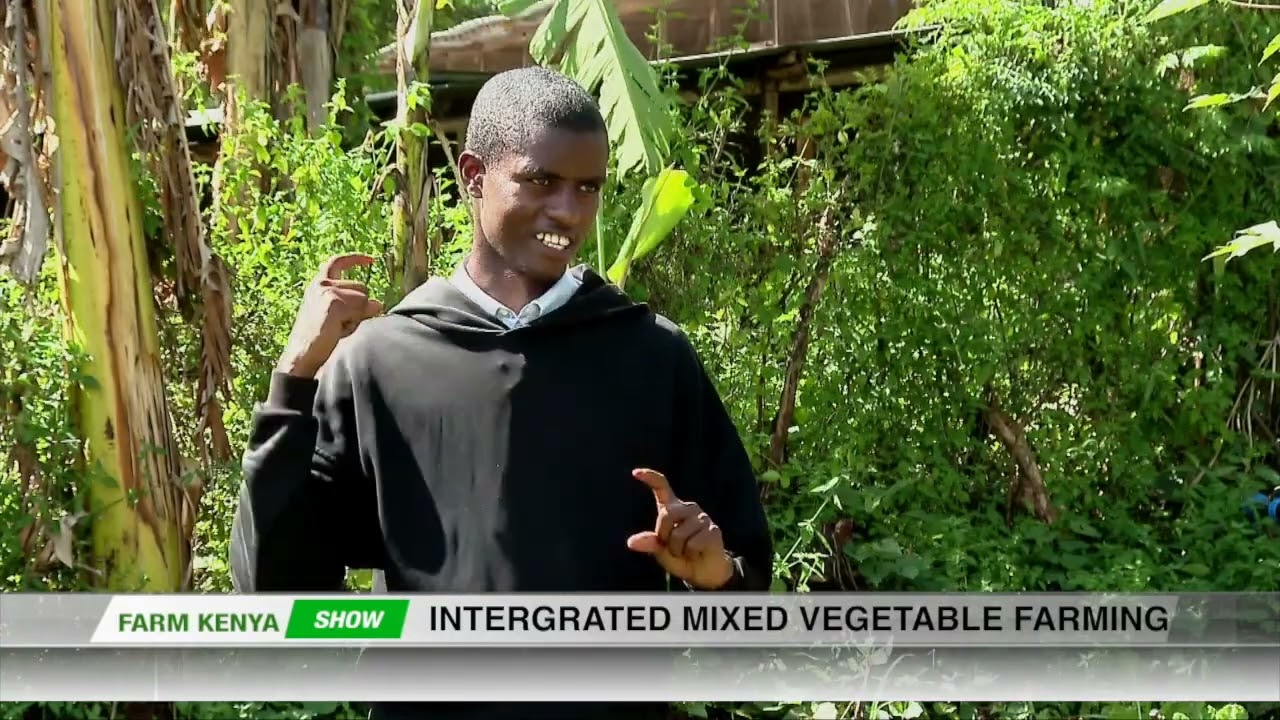 INTERGRATED MIXED VEGETABLE FARMING || FARM KENYA