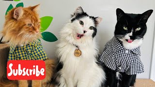 Thursday Fluff  Live Stream