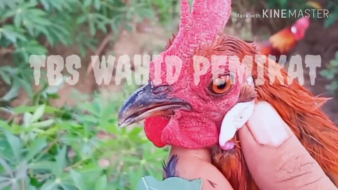PIKAT AYAM HUTAN 