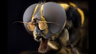 Насекомые крупным планом - пришельцы из страшных фильмов Насекомые крупным планом - пришельцы из страшных фильмов