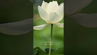 【5月2日】誕生花「ばら(蕾)」花言葉『まだ恋を知らない』｜5.2 Birth flower and flower language #shorts