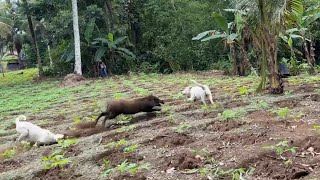 Download lagu DUA EKOR ANJING PUTIH DITROBOS BABI HUTAN