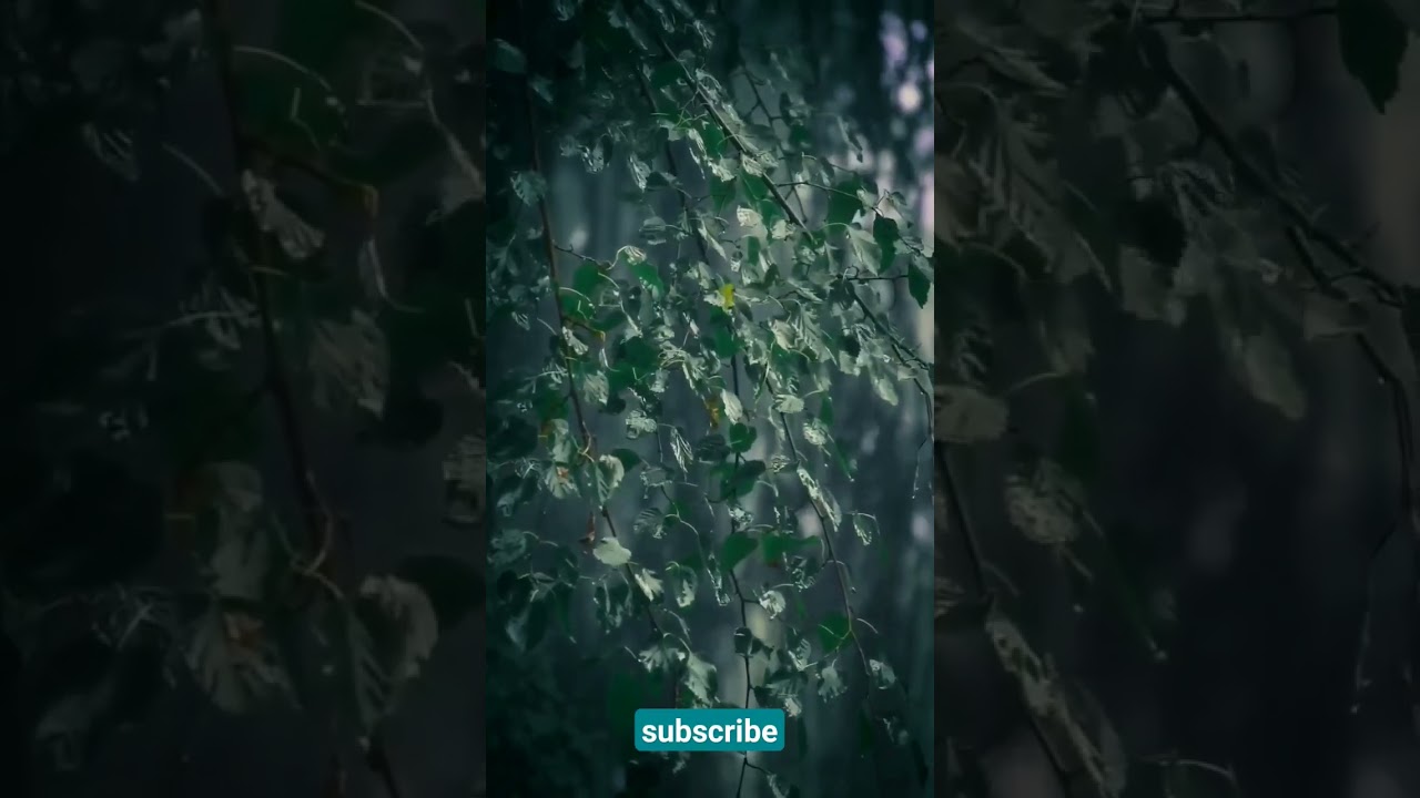 Beauty of nature in rain 🌧️❤️  