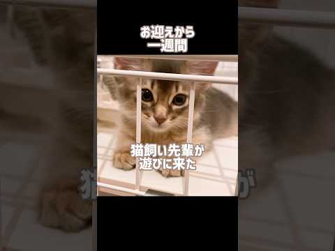 初めての来客…！ #ソマリ #ねこ #cat #こねこのいる暮らし #猫のいる暮らし #kitten #子猫 #かわいい子猫