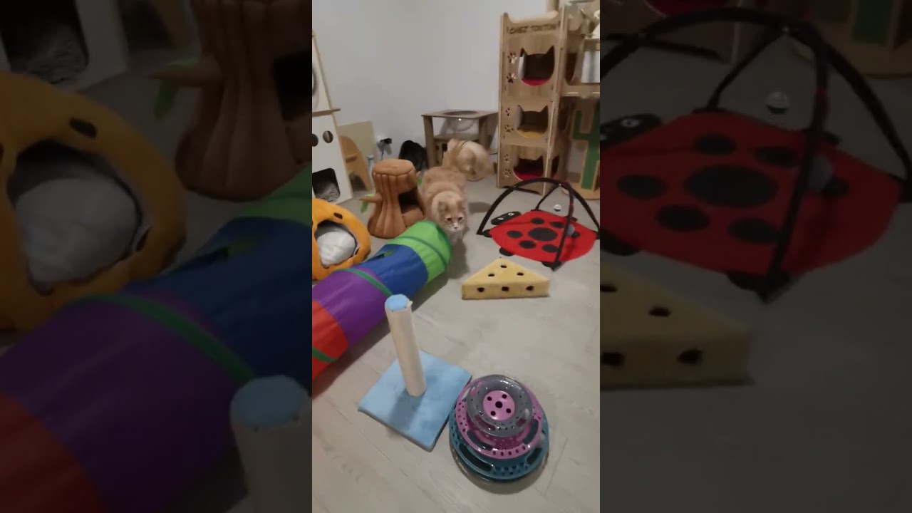 Chats en vacances - La vidéo du jour : 16/01/2026