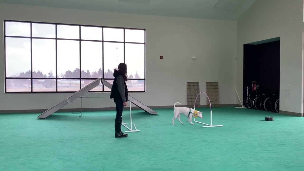 Cheese 2.9 Training Video