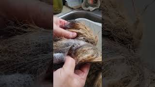 My first attempt at tanning (coyote tail)