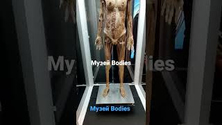 Музей тела человека Bodies