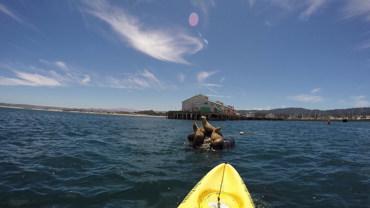 GoPro Kayaking Monterey Bay YouTube