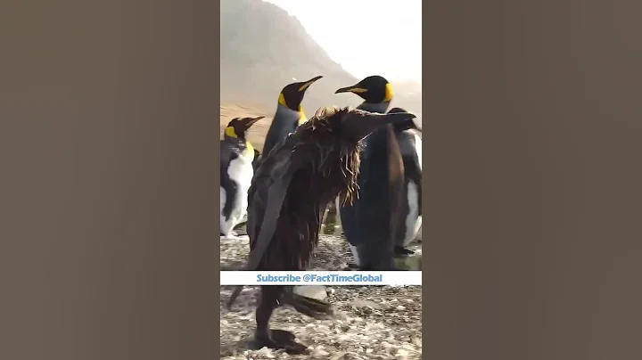 Why You Should Never Touch Penguins 😵☠️