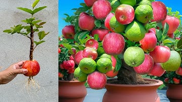 Great Technique For Grafting Guava Tree in Apple Using Aloe Vera, growing guava tree many fruits