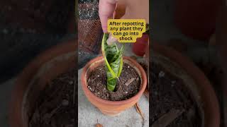 Snake Plant Repotting Update - Gardening Mistakes and Learning gardening shorts snakeplant plant