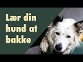 Lær din hund at bakke og få bedre kropskontrol