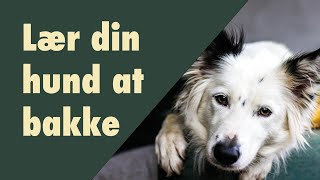 Lær din hund at bakke og få bedre kropskontrol