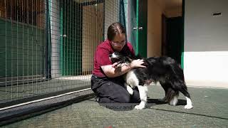 Kip Hunter Valley Showcase | Cat and Dog Boarding Sydney
