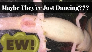 LAYING SPERM!  Axolotl Mating Dance
