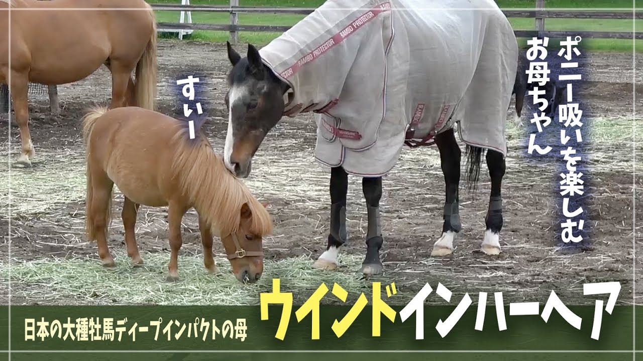 【ウインドインハーヘア】ポニー吸いを楽しみながら、今日も仲間達と楽しい時間を過ごすお母ちゃん