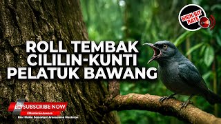 🔴 Roll Tembak Masteran Srigunting Abu Abu Isian Kunti Cililin Pelatuk Bawang Gacor Panjang