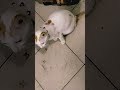মেওও🌚🌝 #CuteCat #CatsofYouTube #fyp #viralshorts #viral #shorts #shortvideo #foryou