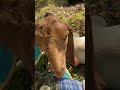 Алабайский пастух терпит проказников #goat #dog #алабай #козы #animaldog #собака #babyanimal