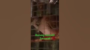 burung serindit sarawak