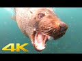 4K | Swimming with wild seals in Cape Town