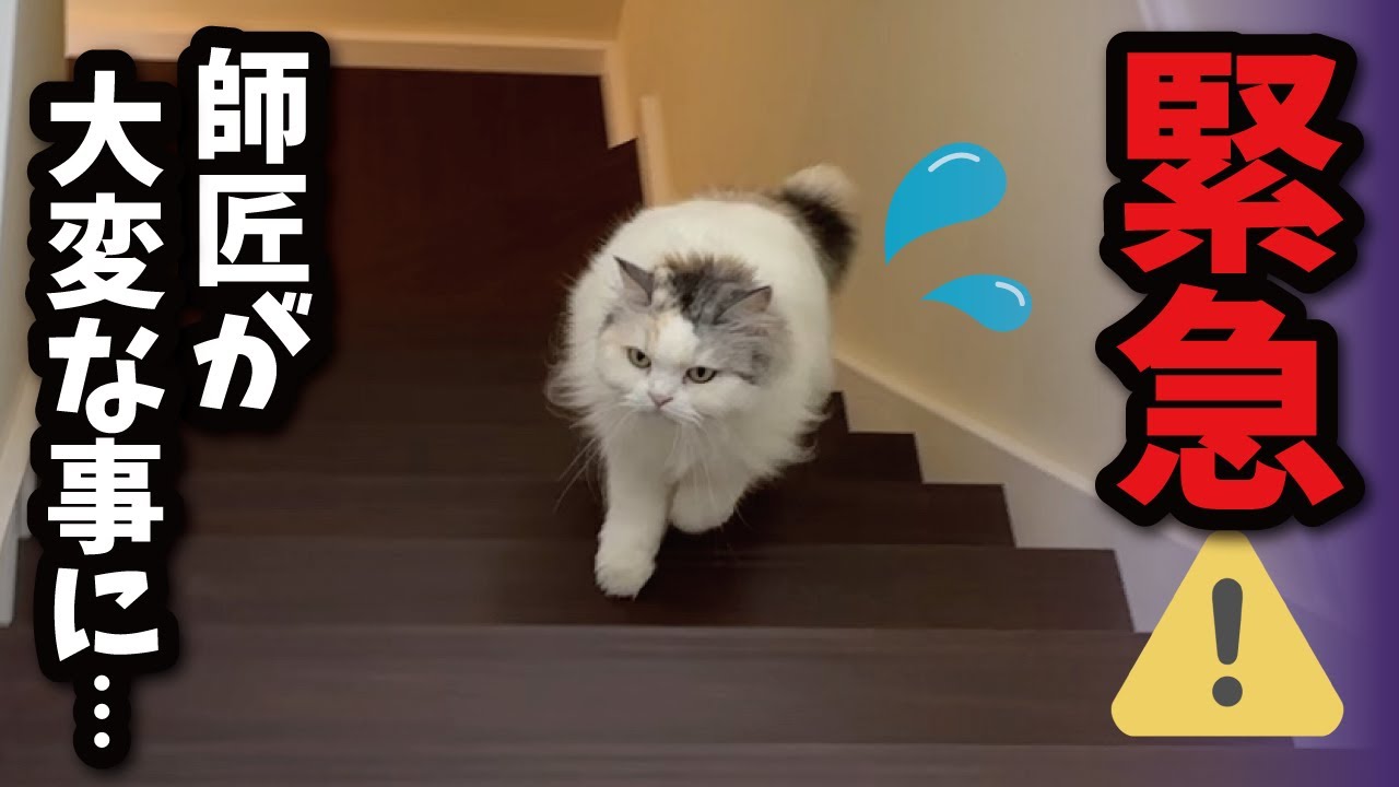 師匠の目がとんでもないことになってました…【関西弁でしゃべる猫】【猫アテレコ】