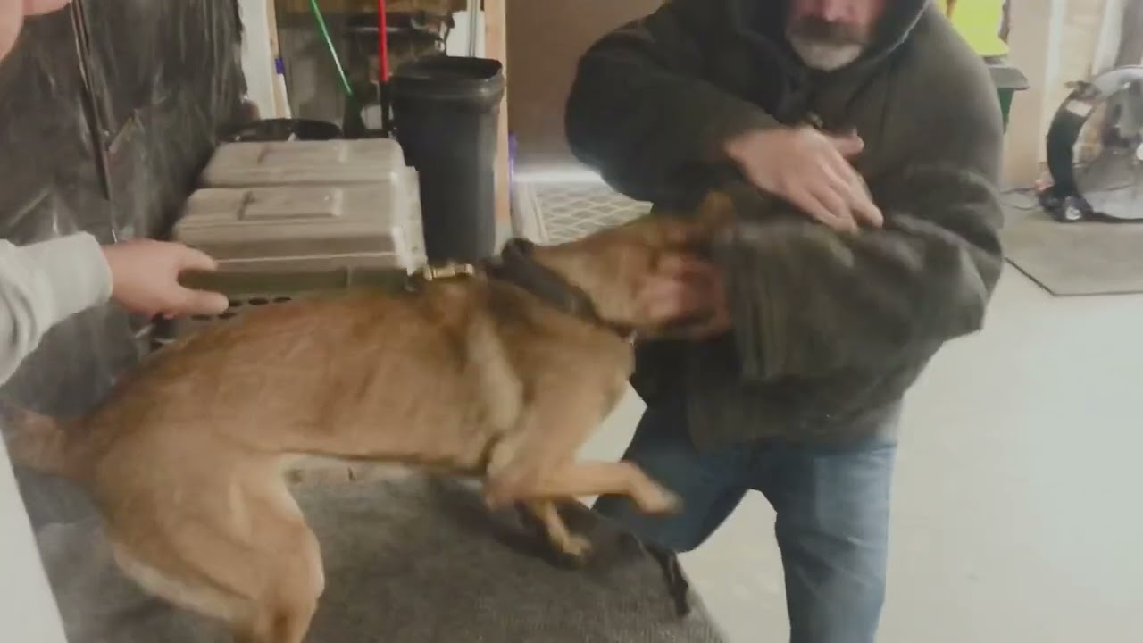 Dominant Female Malinois Laying A Smack Down