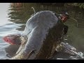 Incredible Huge Catfish 8,5 feet - 250 LBS - HD by Yuri Grisendi