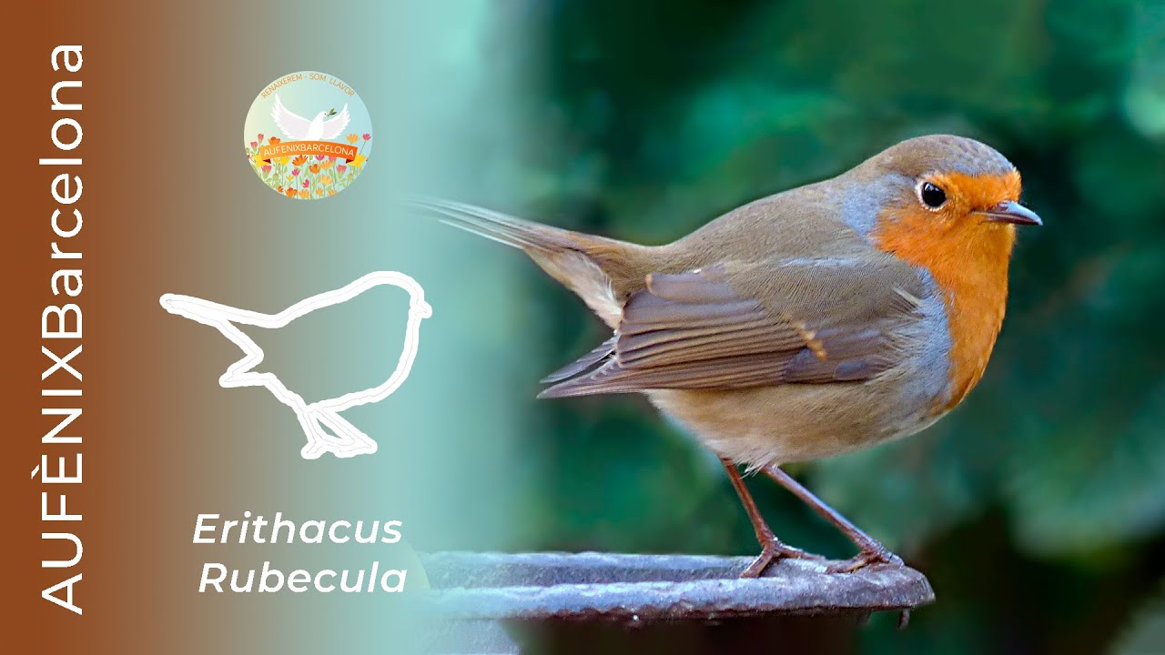 🐦 El Pit roig (Erithacus rubecula) - L'ocell amb pit de foc i cant inconfusible. Mascle-femella