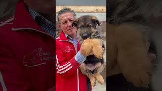 Cucciolo con Gaetano Falcone  #germanshepherd #adorabile #pets #gsds #puppy #cani #family #perte