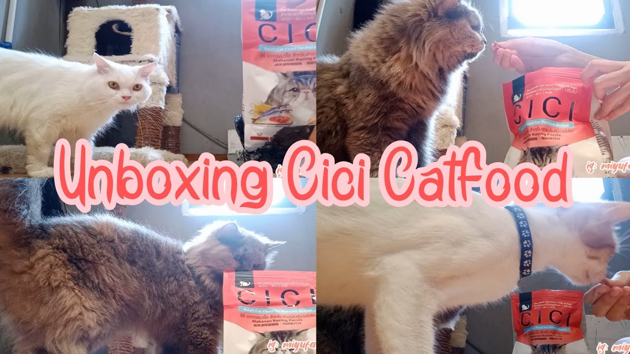 REVIEW CICI MAKANAN KUCING / REVIEW CICI CATFOOD YouTube