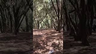 pine forest Kodaikanal🥰😍 #tamilnadu