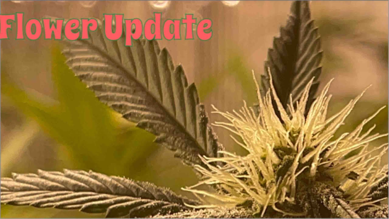 Premium Cannabis Flowers