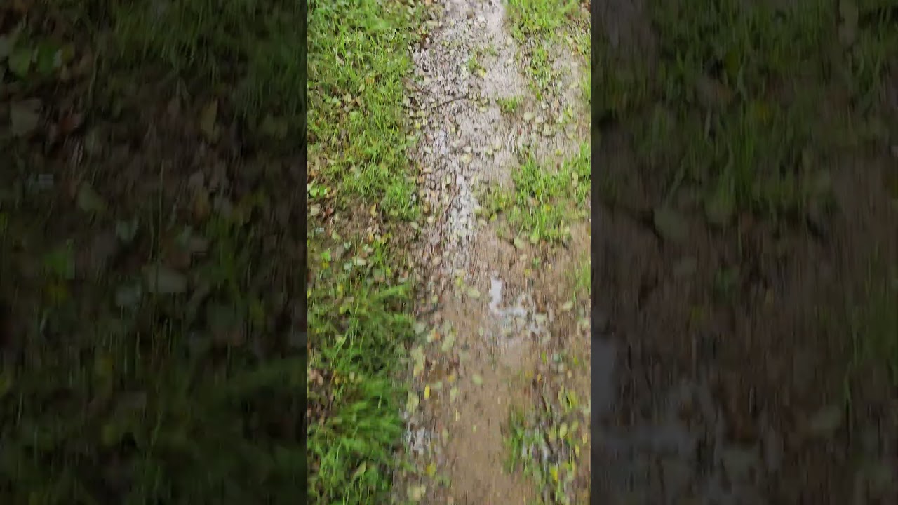 Bailey Dog.  Combe Martin Day 5. A very wet one. 