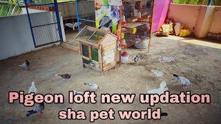 My pigeon cage | Pigeon sale | @Shapetworld