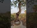 मन्दिर मे एक साथ नाग नागिन निकले #viral #trending #nature #subscribe #shiv #love #short #shorts