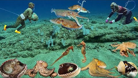 Gặp Ổ Bạch Tuộc, Mực Nang, Cá Ngựa Rất Nhiều Thợ Lặn Bắt Đã Tay Trúng Lớn Trong Ngày | Cảnh 86