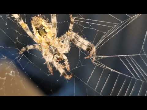 Male Araneus Cavaticus