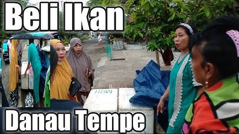 Beli Ikan Di Danau Tempe Part 1