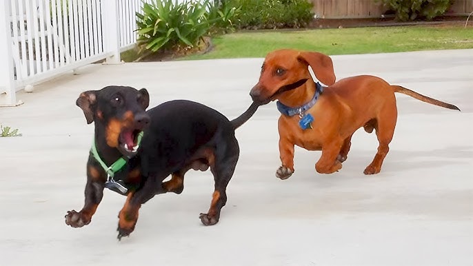 Squirting orgazm bilan porno tomosha