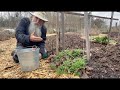 Sow these plants once  harvest them forever part 9creating a permaculture paradise  food forest
