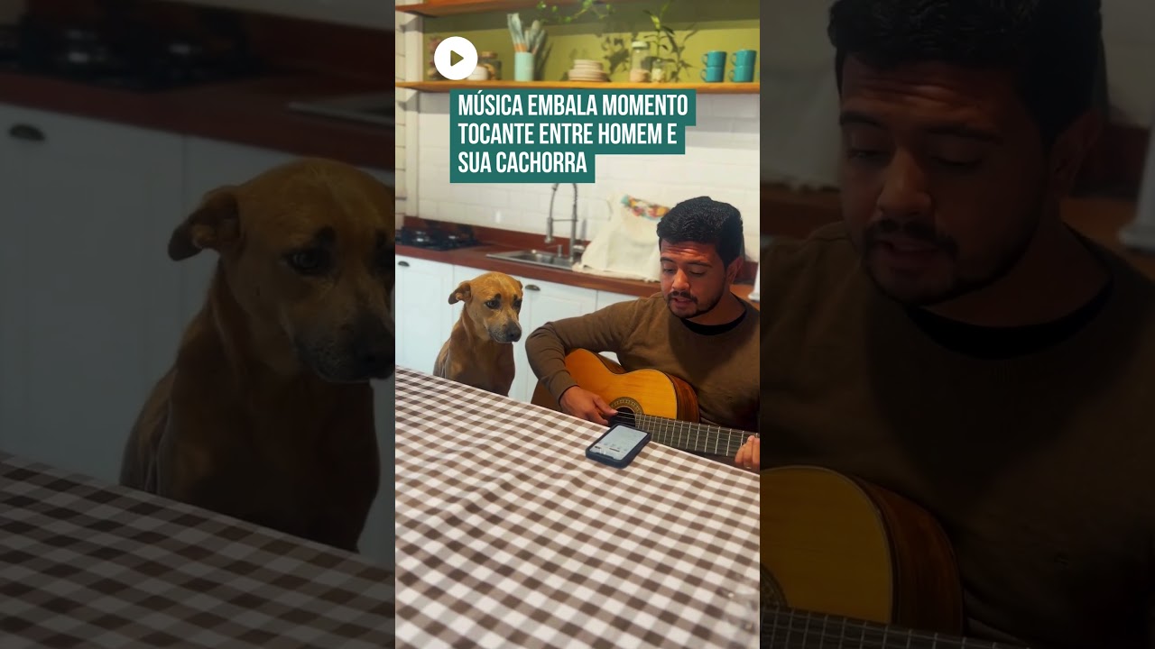 Vídeo de cachorra ouvindo atentamente o dono tocar violão encanta a web! 😮🐶🥰