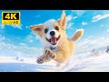 Baby Animals 4K (60FPS) - A Showcase Of Joyful Moments In Animal Youth With Relaxing Music