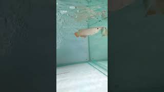 Arwana Superred 21 Cm