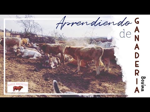 Vídeo: Diferencia Entre Vaca Y Toro